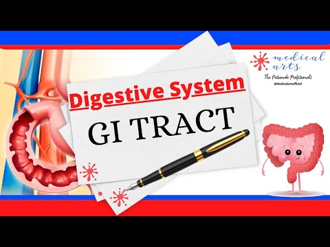 GI Tract Anatomy and Physiology: The Digestive Journey | Medical Arts video thumbnail