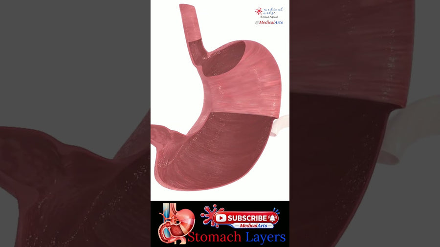 Your Stomach Has Layers You’ve Never Seen! #shorts