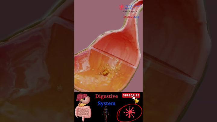 Food doesn’t go where you think it does Digestive System Digestive Process #digestiveprocess