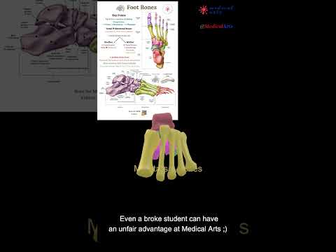 Foot Bones Anatomy: A Visual Guide video thumbnail