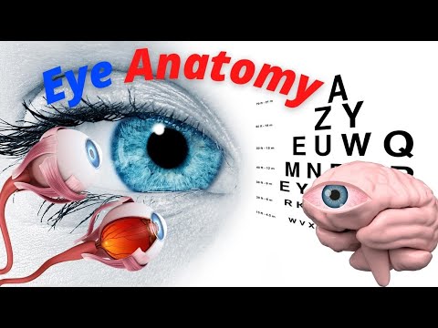 Human Eye Anatomy and Physiology: How Vision Works | Medical Arts video thumbnail