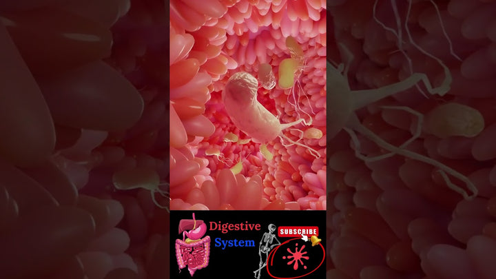30-Hour Journey From Bite to... Digestive System [] Gastro-intestinal Journey [] Digestion