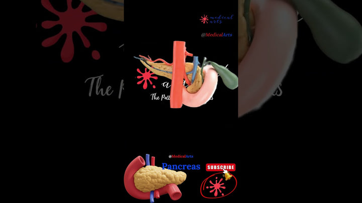 Where Is Your Pancreas?