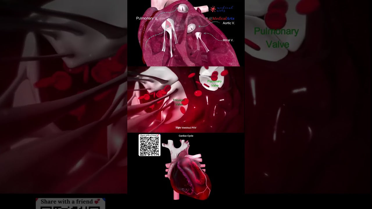 cardiac cycle animation #heartanatomy #heartphysiology | Medical Arts ...