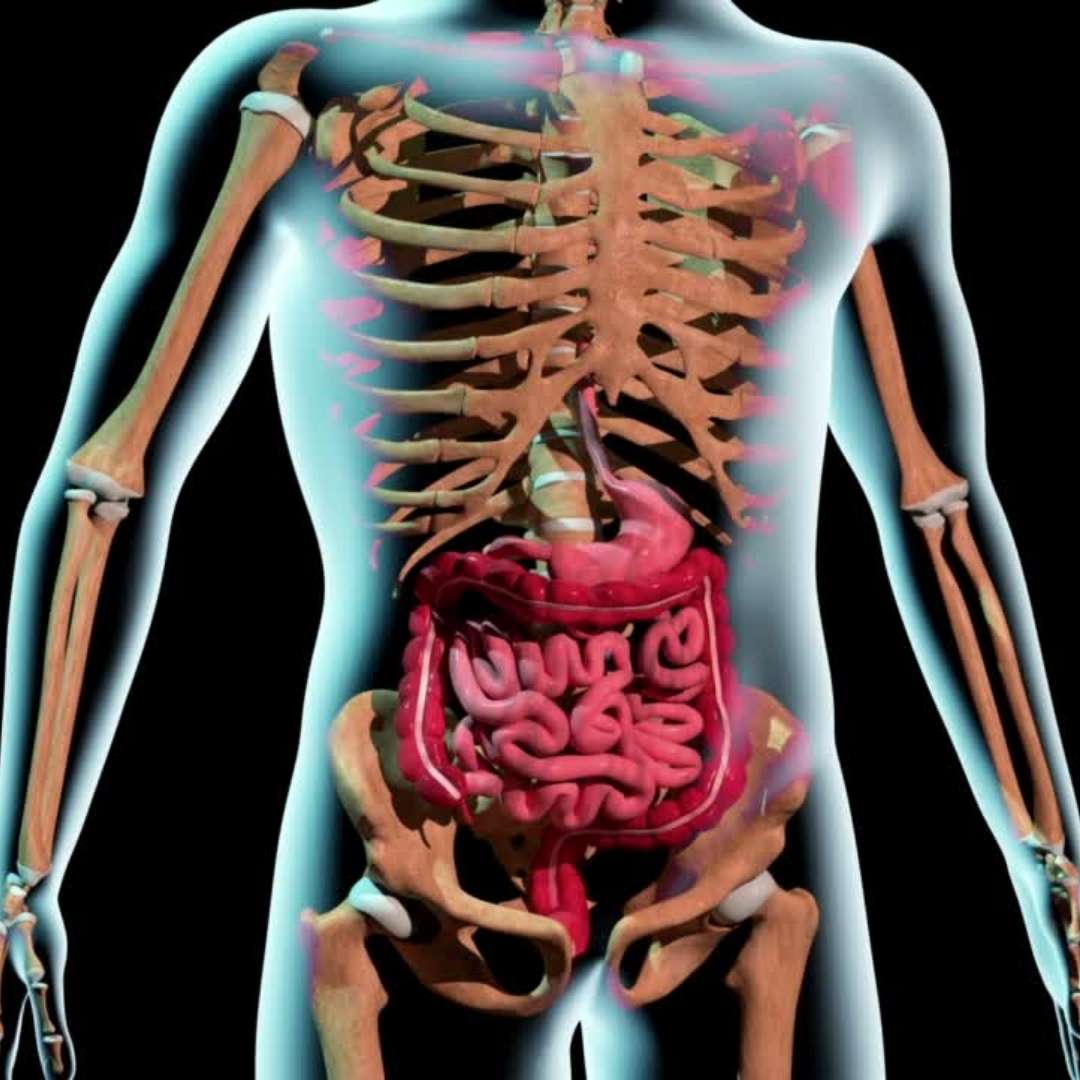 Medical Terminology | Color coded examples | 4K graphics