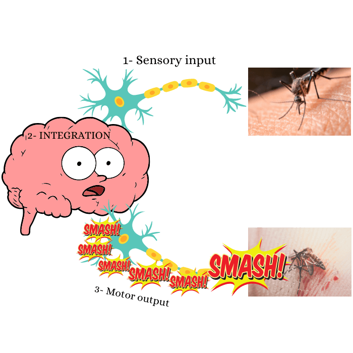 The nervous system overview
