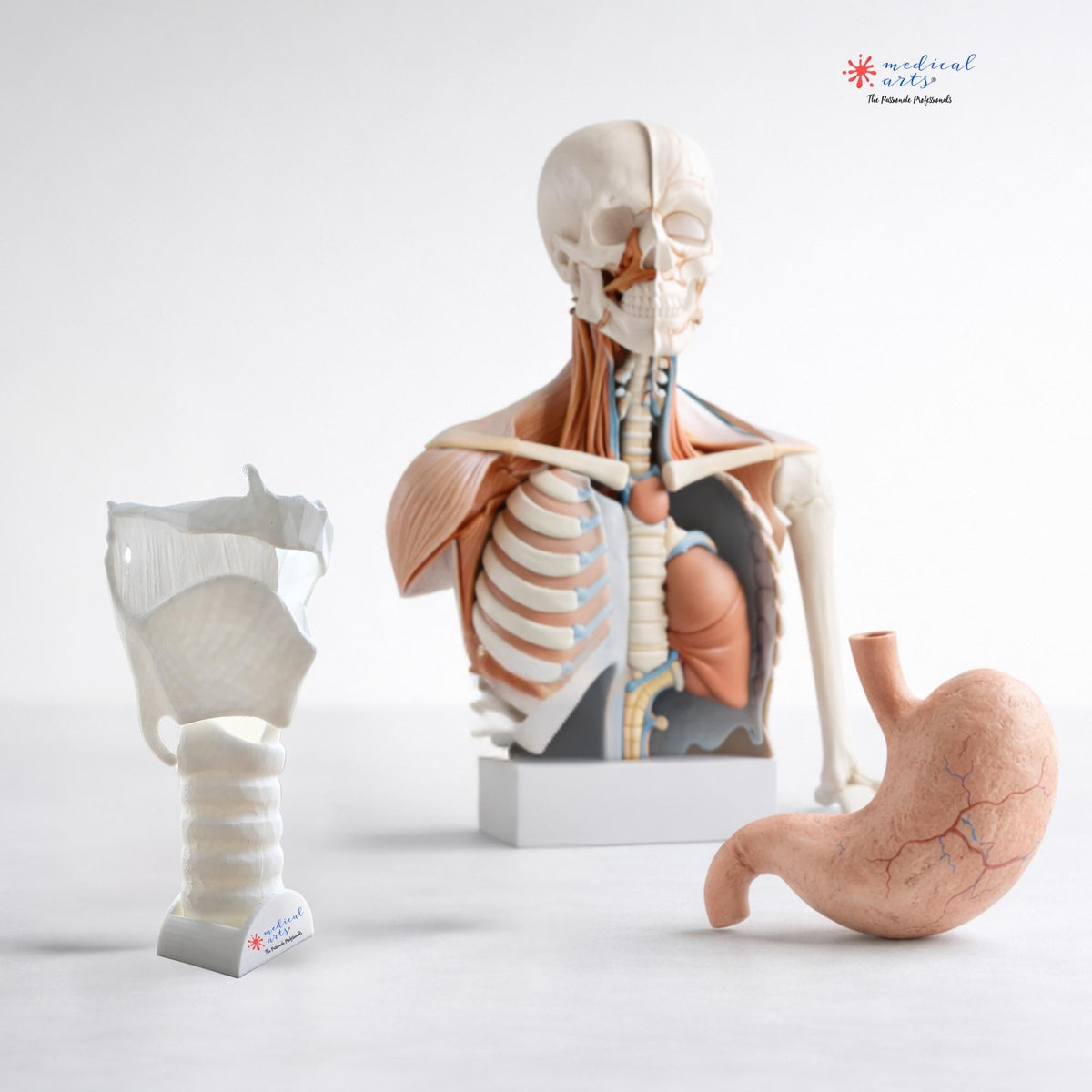 Meical Model Medical Arts 3D Models - high quality eco-friendly - Ship same day ...