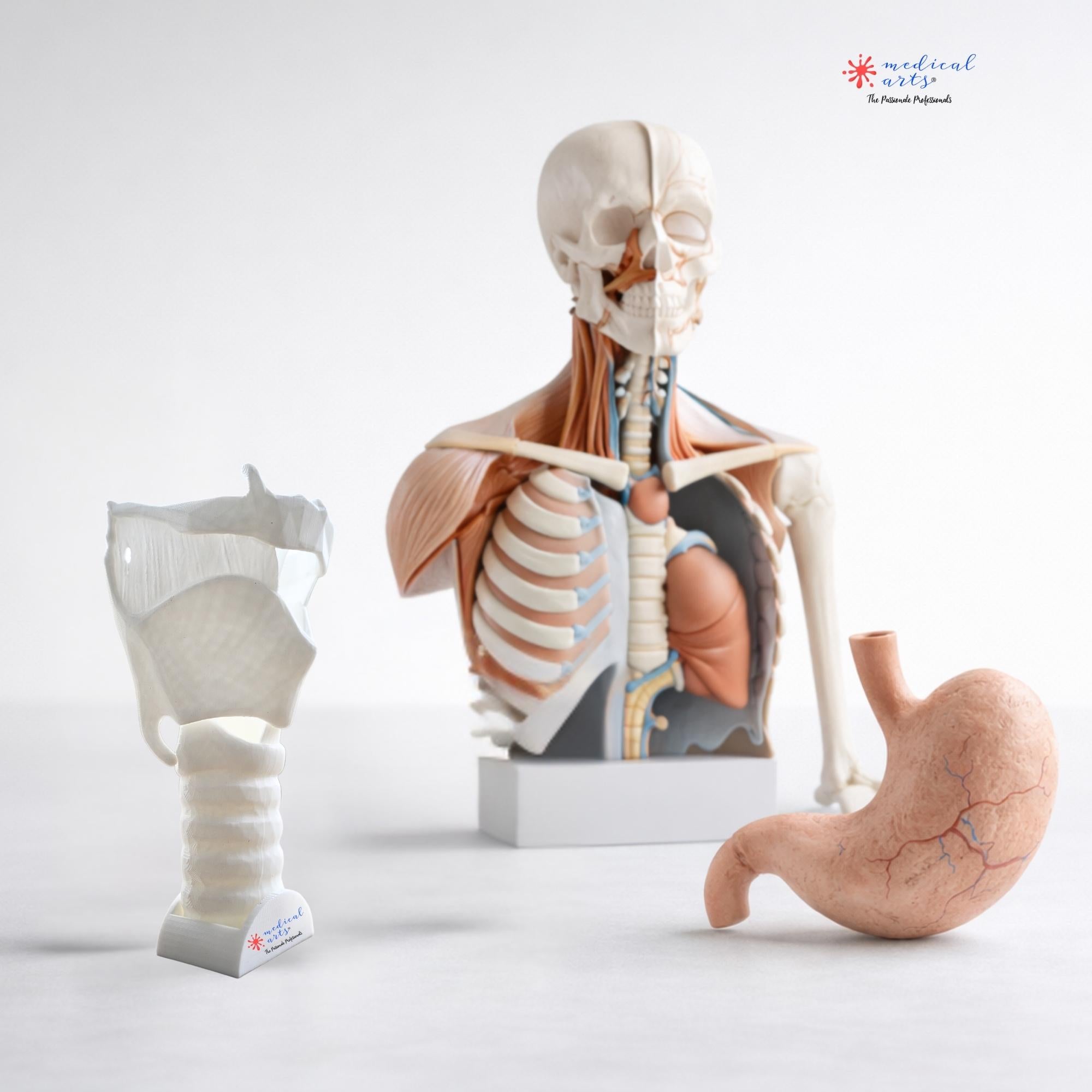 Medical Arts 3D Models