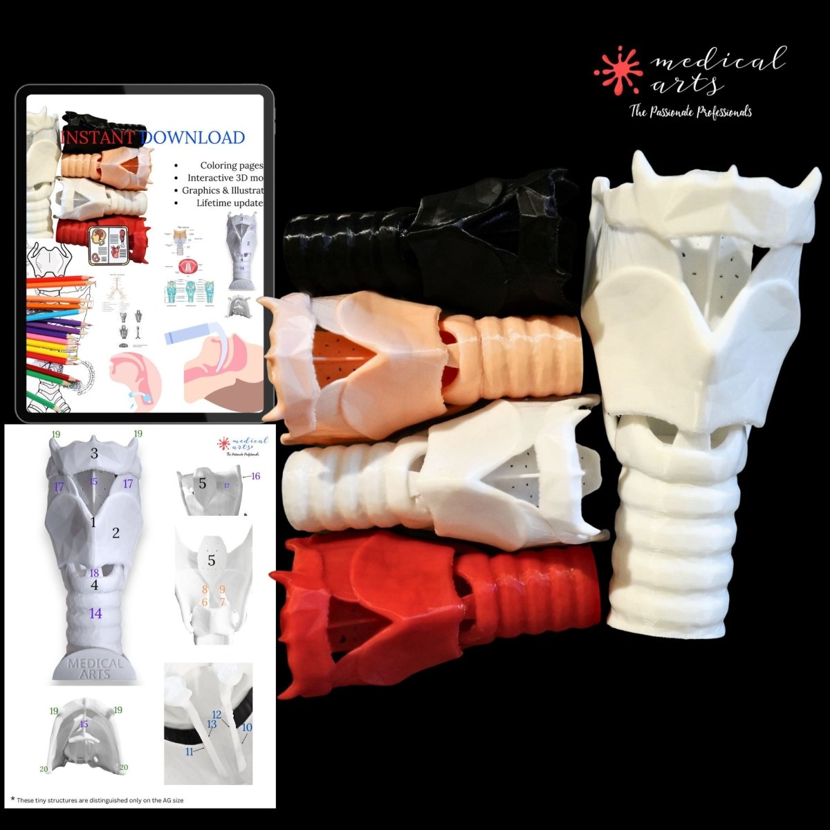 3D Larynx & Trachea Anatomy - Instant Download PDF - Windpipe book/ebook Medical Arts Shop