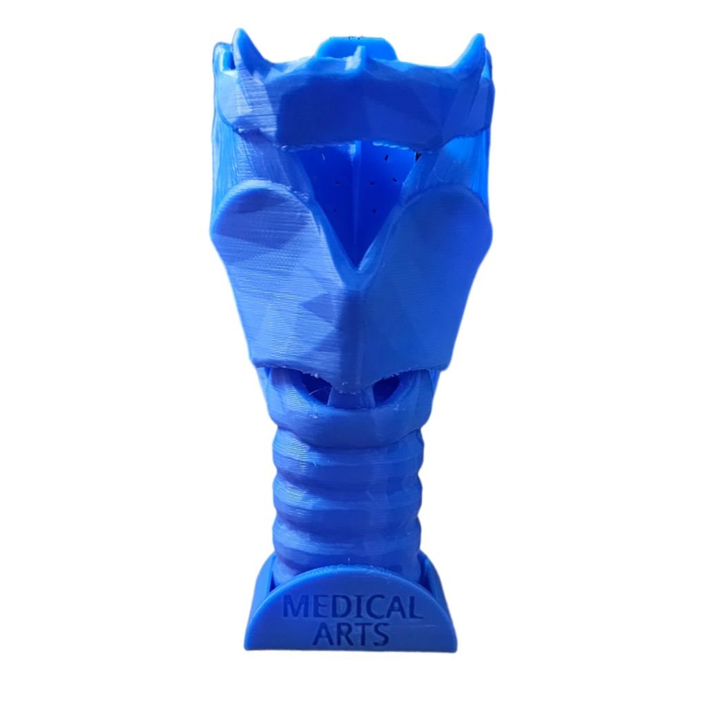 3D Larynx & Trachea Anatomy - Windpipe + PDF - CUSTOMIZABLE BODY medical model Medical Arts Shop