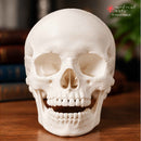 Human Skull || 3D Anatomy Model || Realistic Skull