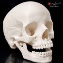 Human Skull || 3D Anatomy Model || Realistic Skull