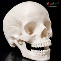 Human Skull || 3D Anatomy Model || Realistic Skull