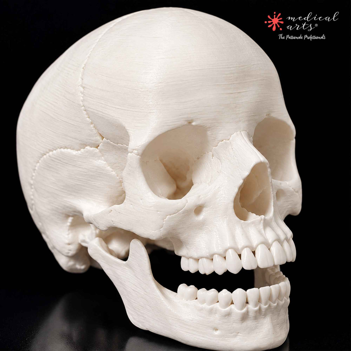 Human Skull || 3D Anatomy Model || Realistic Skull