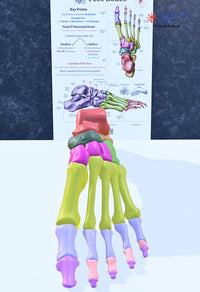 Foot Bones Anatomy 3D Model - Customizable medical model Medical Arts Shop