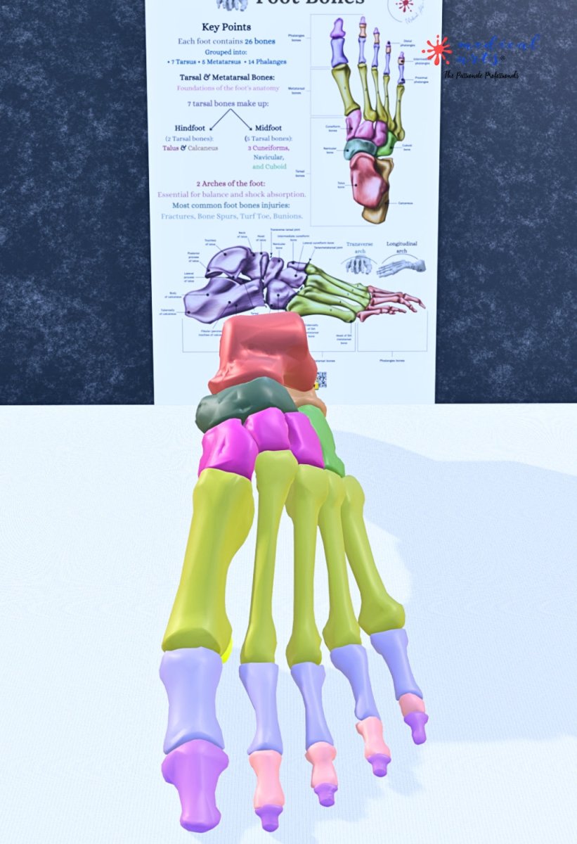 Foot Bones Anatomy 3D Model - Customizable medical model Medical Arts Shop