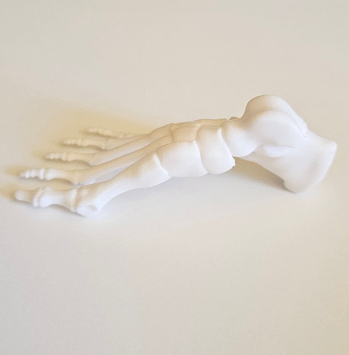 Foot Bones Anatomy 3D Model - Customizable medical model Medical Arts Shop