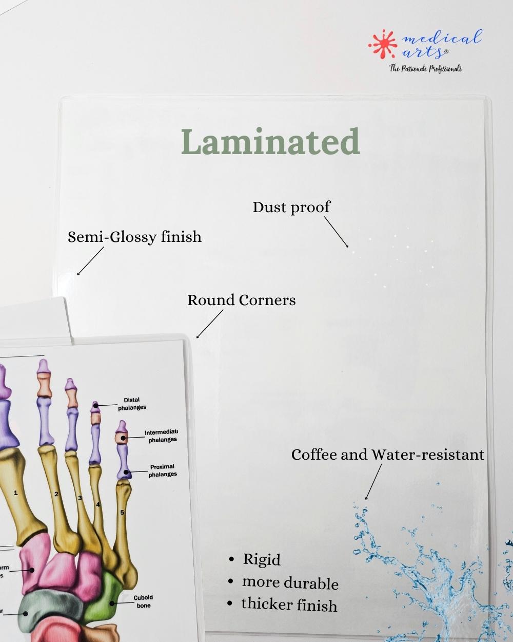🦶 Anatomy of Human Foot Bones Display