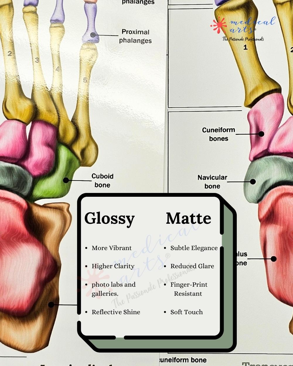 🦶 Anatomy of Human Foot Bones Display