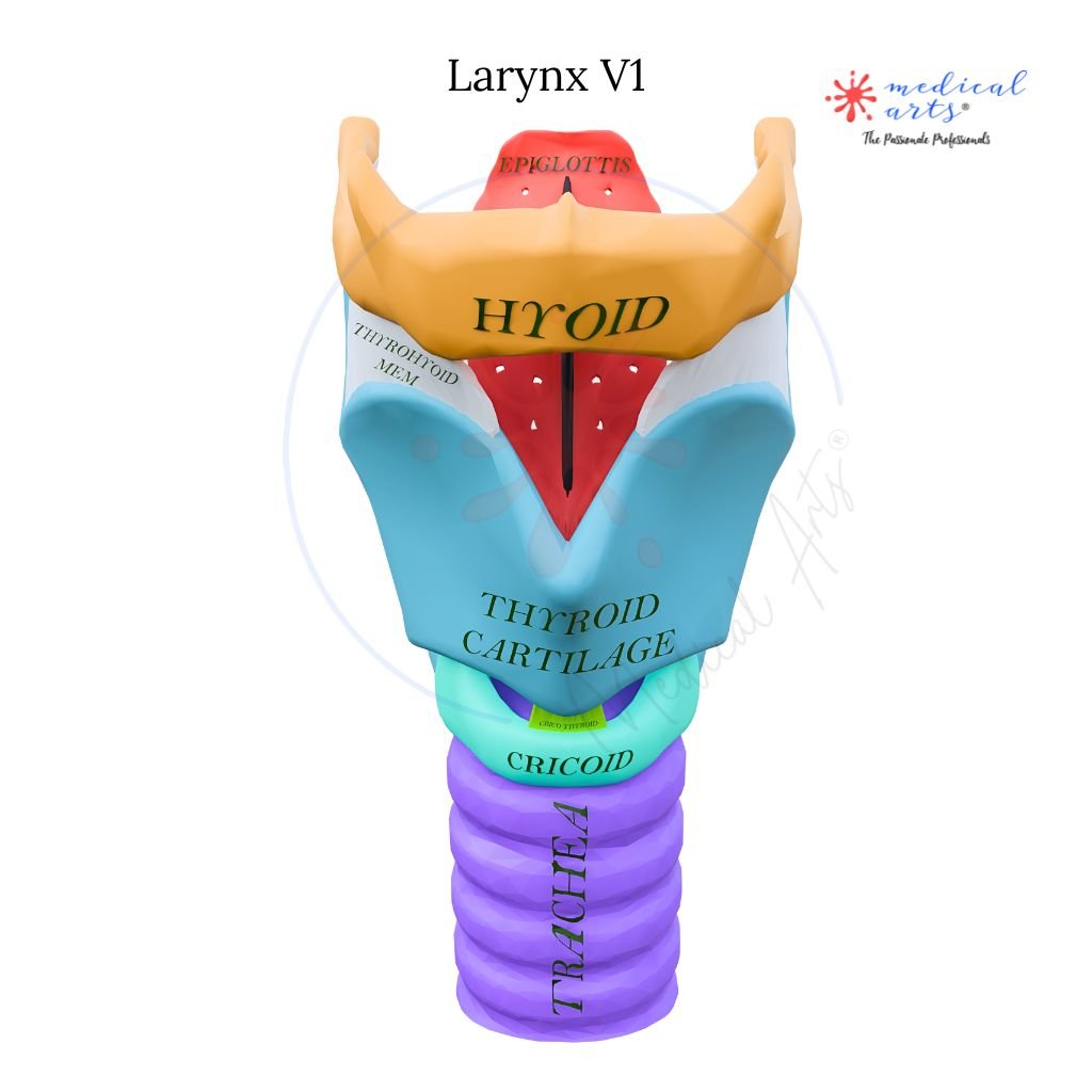 High Quality Medical Stickers - Medical Arts Stickers