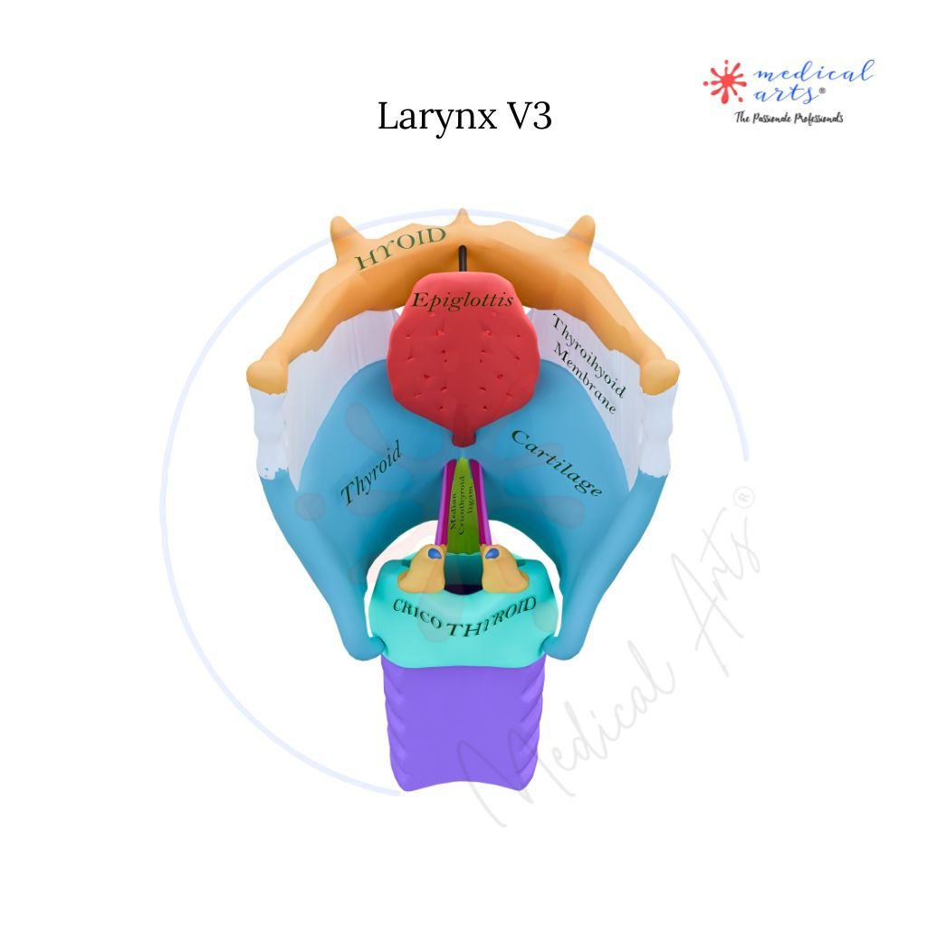 High Quality Medical Stickers - Medical Arts Stickers Medical Arts Shop