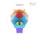 High Quality Medical Stickers - Medical Arts Stickers Medical Arts Shop