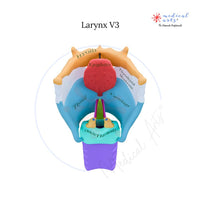 High Quality Medical Stickers - Medical Arts Stickers Medical Arts Shop