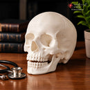 Human Skull || 3D Anatomy Model || Realistic Skull
