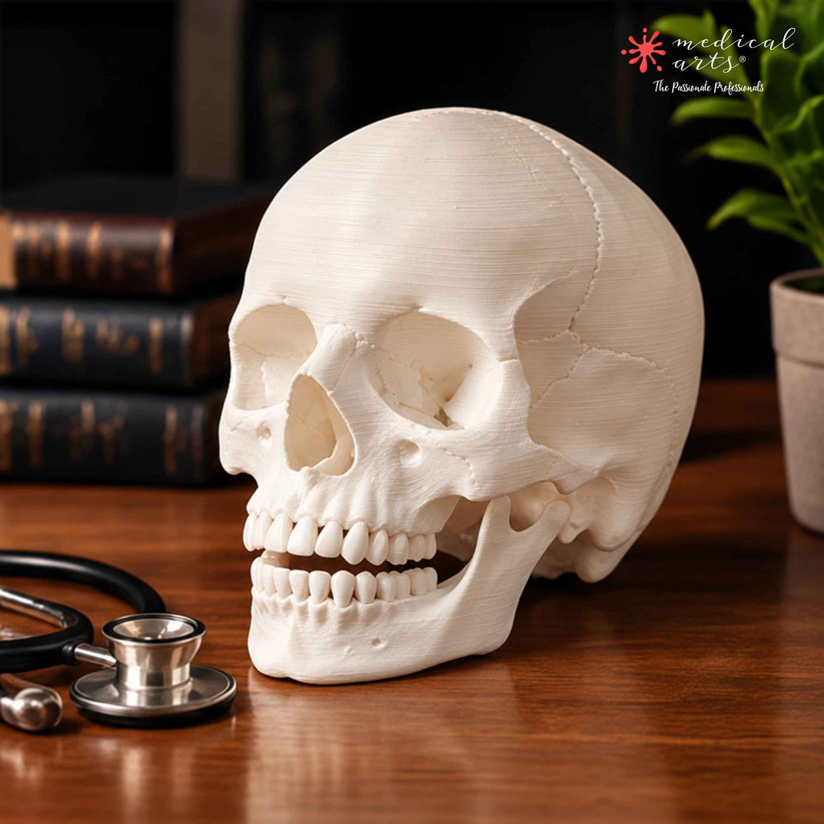 Human Skull || 3D Anatomy Model || Realistic Skull