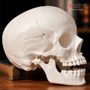 Human Skull || 3D Anatomy Model || Realistic Skull