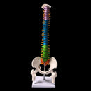 18 Inches Colored Human Spine with Pelvic Model - Medical Arts Shop