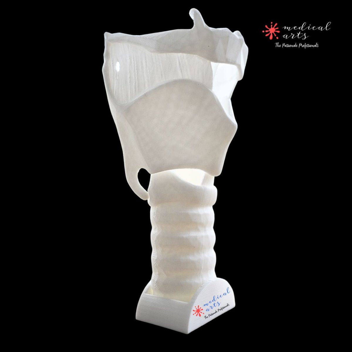 3D Larynx & Trachea Anatomy - High Quality Accurate 3D Larynx - Trach model - Windpipe + Base + Bonuses medical model