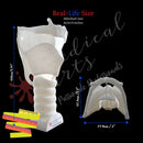 3D Larynx & Trachea Anatomy - High Quality Accurate 3D Larynx - Trach model - Windpipe + Base + Bonuses medical model