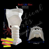 3D Larynx & Trachea Anatomy - High Quality Accurate 3D Larynx - Trach model - Windpipe + Base + Bonuses medical model