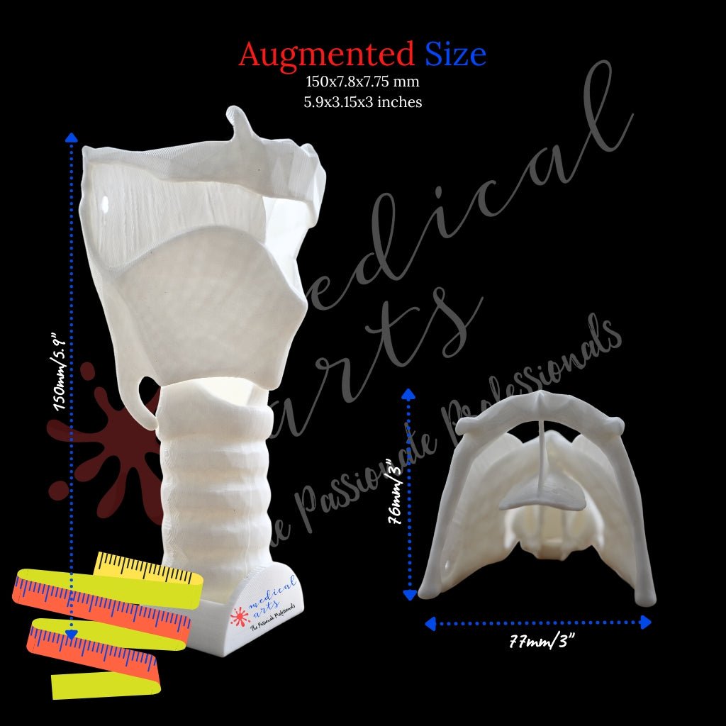 3D Larynx & Trachea Anatomy - Windpipe + PDF medical model Medical Arts Shop