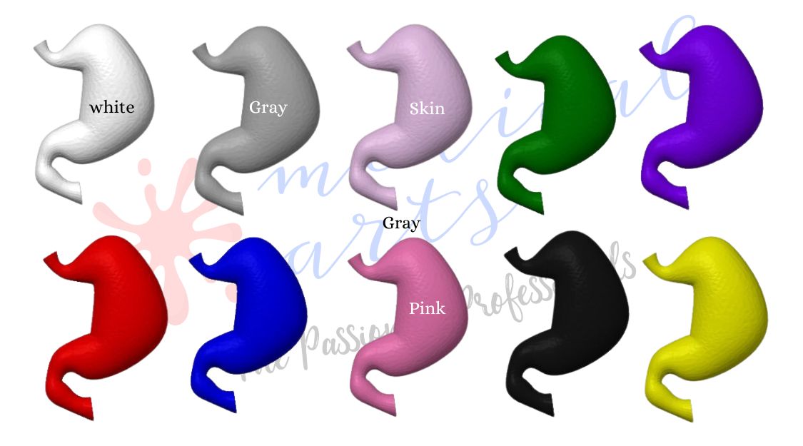 3D Stomach - Anatomically correct high quality model Educational Materials Medical Arts Shop