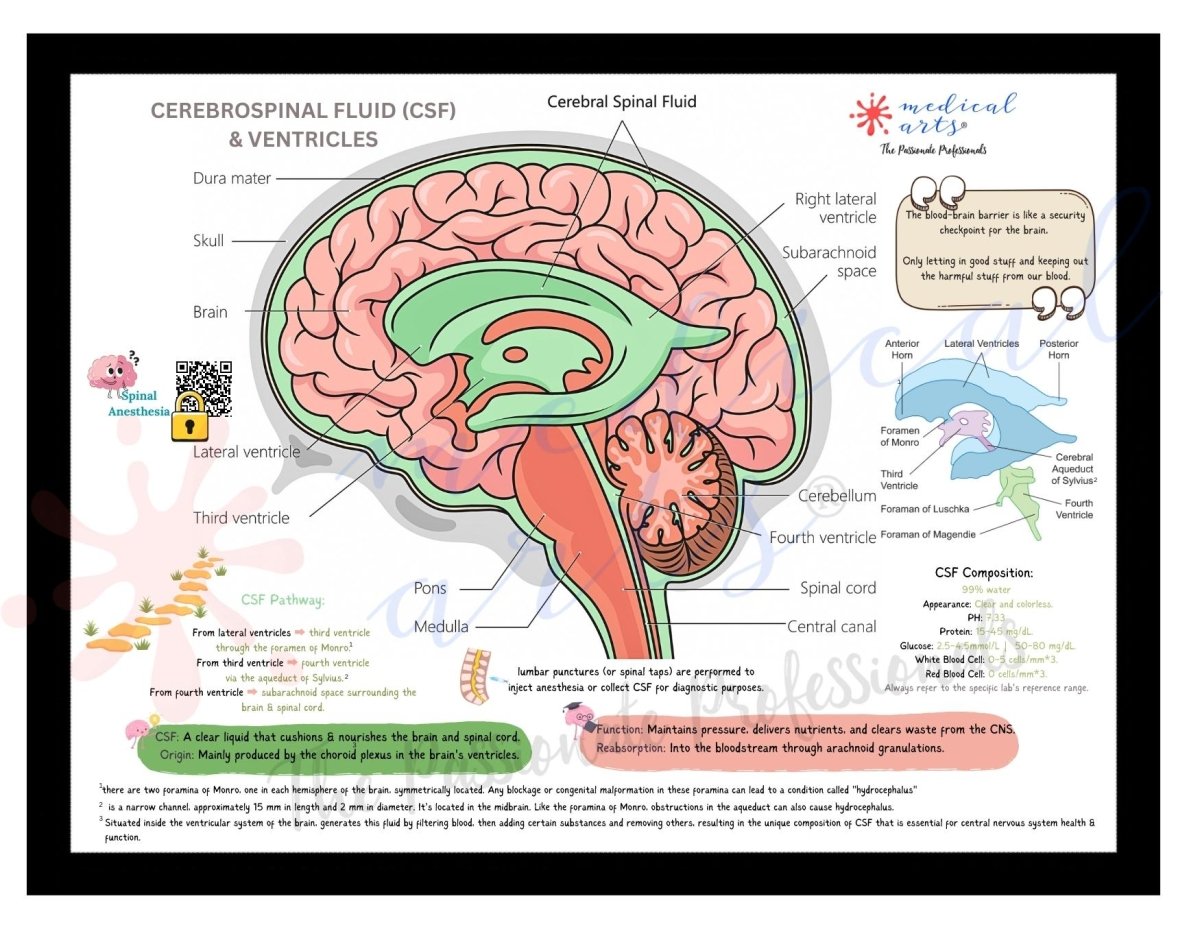 Cerebrospinal Fluid & Ventricles Anatomy - Brain Anatomy - Medical Arts Gallery