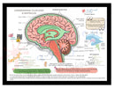 Cerebrospinal Fluid & Ventricles Anatomy - Medical Arts Gallery Posters, Prints, & Visual Artwork Medical Arts Shop