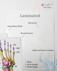 Cerebrospinal Fluid & Ventricles Anatomy - Medical Arts Gallery Posters, Prints, & Visual Artwork Medical Arts Shop
