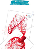 Fine Arts Gallery - Heart Vessels Posters, Prints, & Visual Artwork Medical Arts Shop