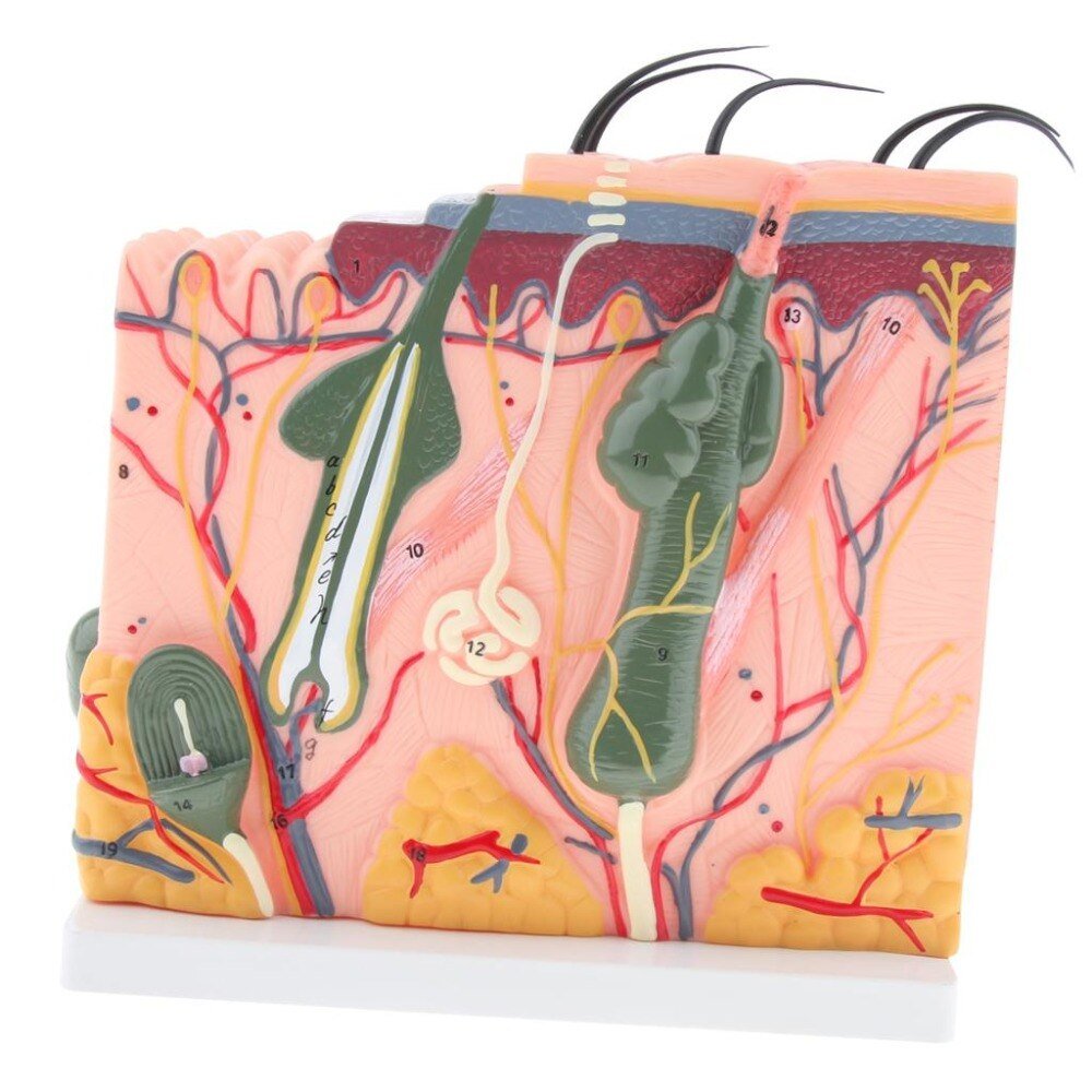Human Skin / Integumentary Layer - Anatomical Model Magnified 35x - Medical Arts Shop