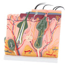 Human Skin / Integumentary Layer - Anatomical Model Magnified 35x - Medical Arts Shop