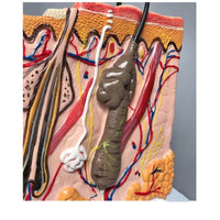 Human Skin / Integumentary Layer - Anatomical Model Magnified 35x - Medical Arts Shop