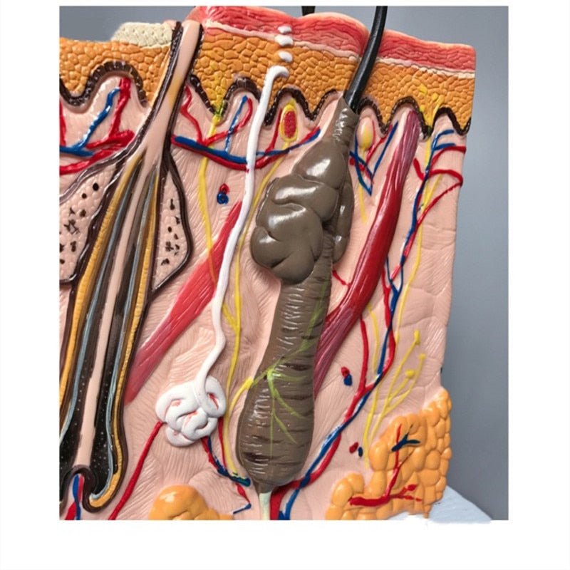 Human Skin / Integumentary Layer - Anatomical Model Magnified 35x - Medical Arts Shop