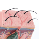 Human Skin / Integumentary Layer - Anatomical Model Magnified 35x - Medical Arts Shop