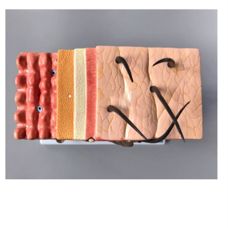 Human Skin / Integumentary Layer - Anatomical Model Magnified 35x - Medical Arts Shop
