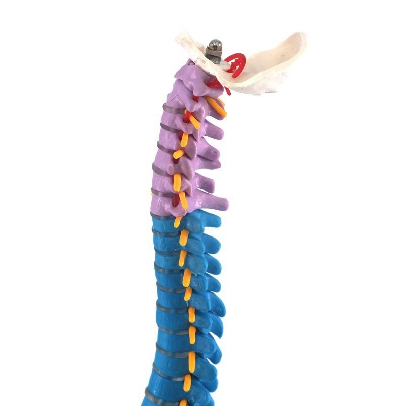 Human Spine Anatomy Model : Perfect for Medical Professionals and Enthusiasts - Medical Arts Shop
