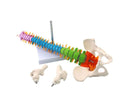 Human Spine Anatomy Model : Perfect for Medical Professionals and Enthusiasts - Medical Arts Shop