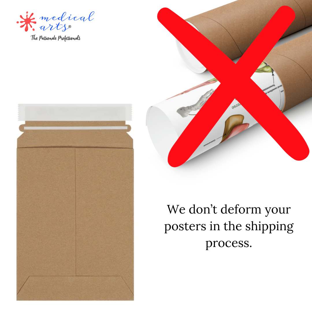 Medical Arts Gallery || Artistic Fine Art || Lungs Posters, Prints, & Visual Artwork Medical Arts Shop