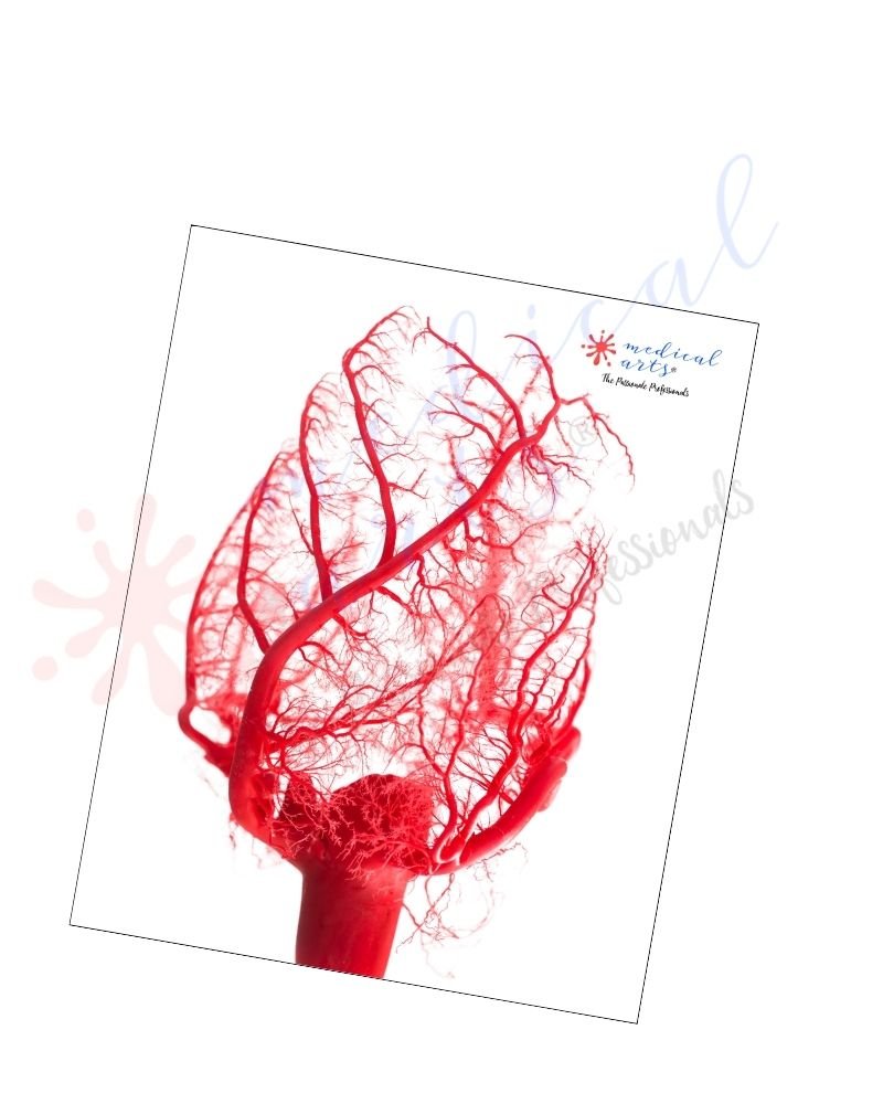 Medical Arts Gallery - Posters & Frames - Heart Vessels Posters, Prints, & Visual Artwork Medical Arts Shop